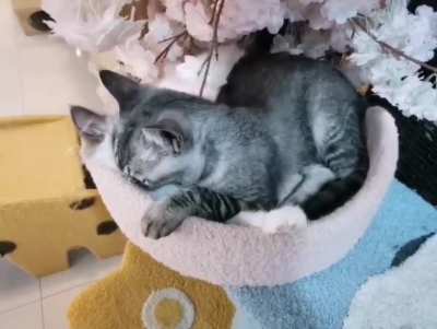 Все любят Котиков.....даже Котики