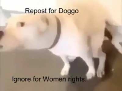 Doggo is cooler 😎