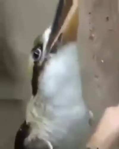 Not only surveillance drones, now they even make Synthesizers in the form of "birds"