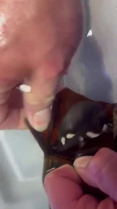 helping zebrashark eggs to hatch! @sanantonio_aquarium