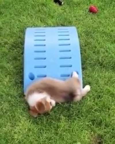 woof irl