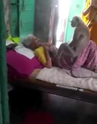 Monkey came to visit old lady who used to feed him everyday but couldn&rsquo;t anymore due to her sickness worsening