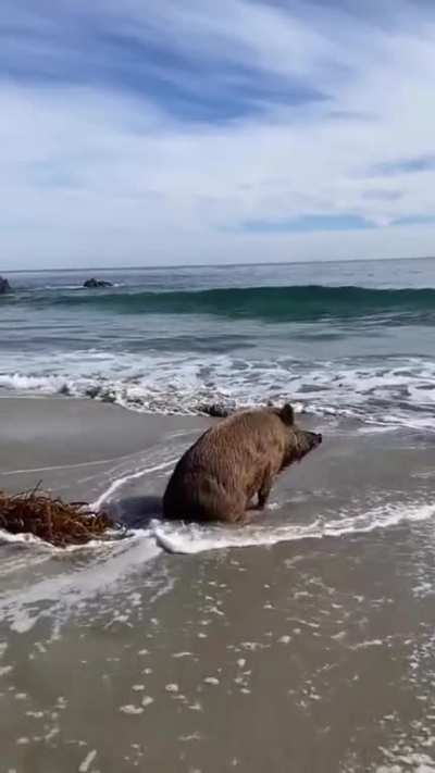 🔥 A pig observing the sea