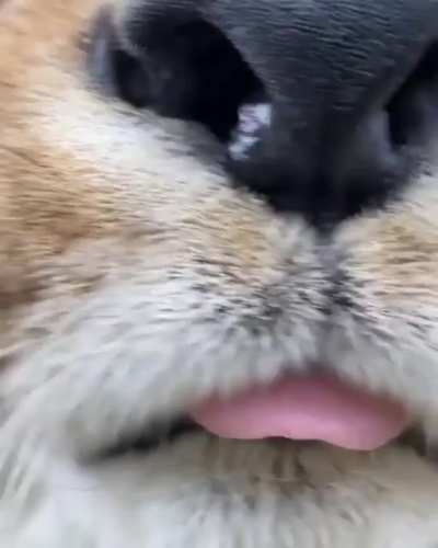 Forbidden Blep