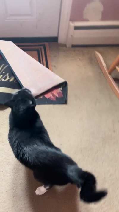 Outside is the greatest Christmas present for theo&hellip; besides treats
