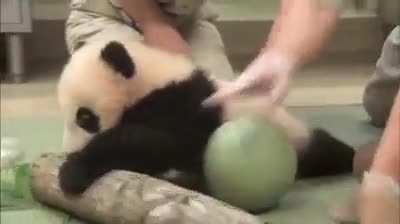 Panda Check Up... He doesn't want to leave the ball.