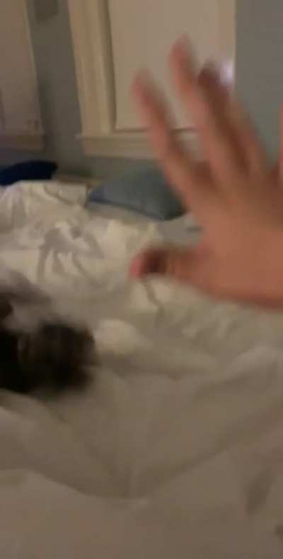 iNnOCENT litTle kiTteN ThROwn ArOUND For fuN uSING tHe forCe