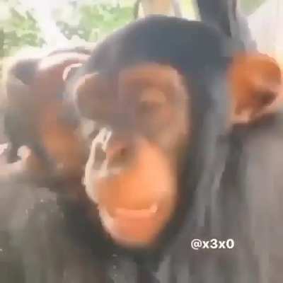 Yo