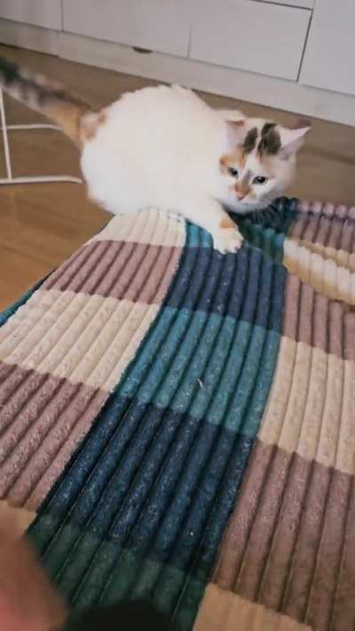 Feral
