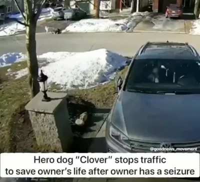 &ldquo;Clover&rdquo; unleashes themself and stops traffic after their owner has a seizure!