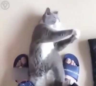 KitTeh Fu - The 36 ChAmBErS of MeOwLin.
