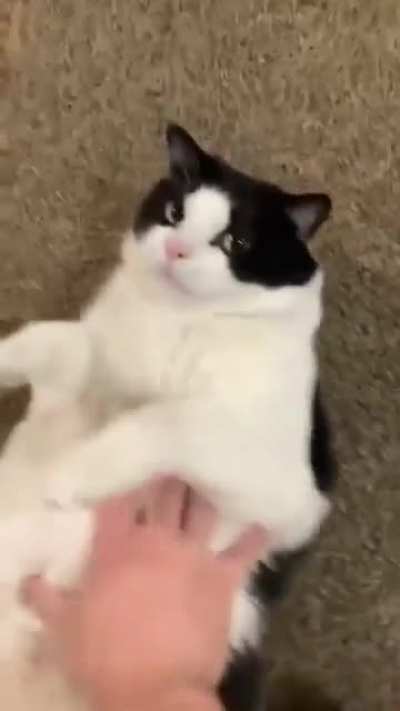 CaT gEtS CruShED tO DeAth bY SaDisTic oWnEr