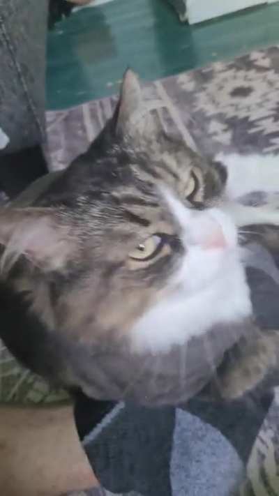 Dumbass cat lost his balls years ago (he still mad)