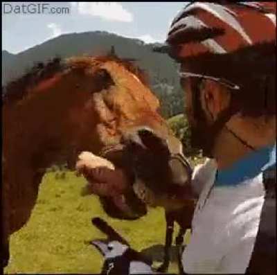 I&rsquo;ll just pat this horse that has his ears pinned backwards.