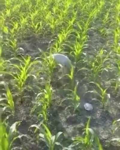 Essa cabra nasceu com as patas dianteiras paralisadas e aprendeu a andar em duas pernas