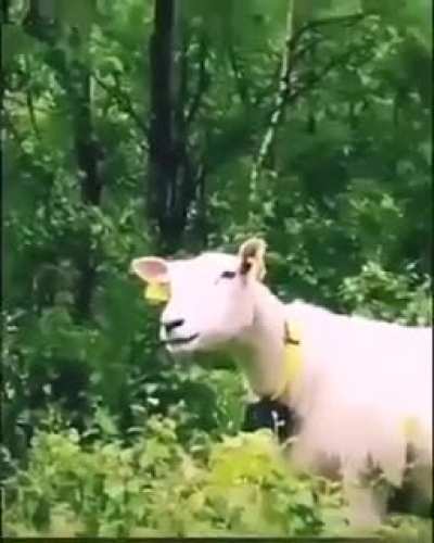 Are Perfectly cut laughs allowed?