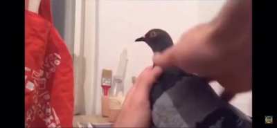 Pigeon!