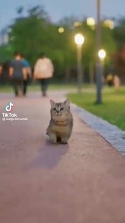 Cutest kitten