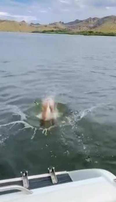 Bikini Dive