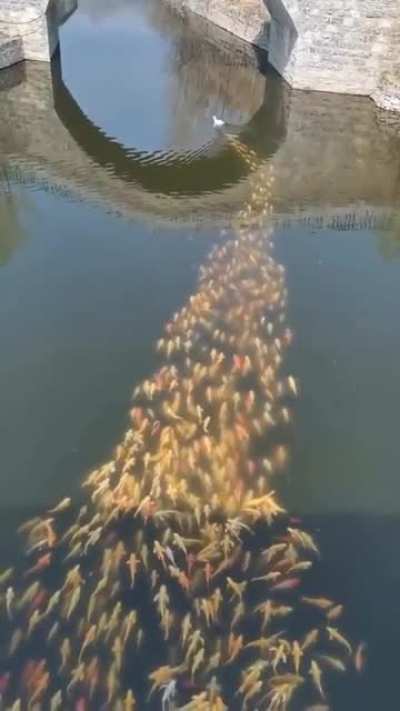 The pied piper.