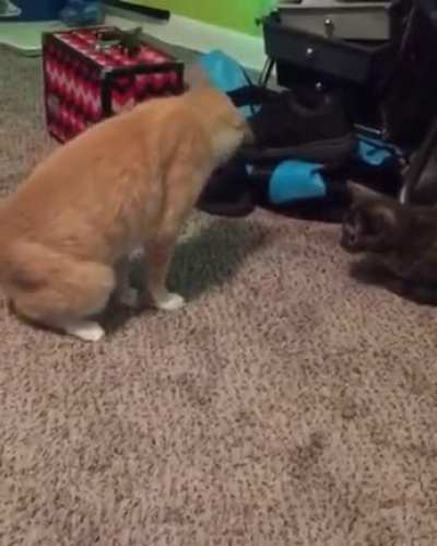 to stand on his own tail