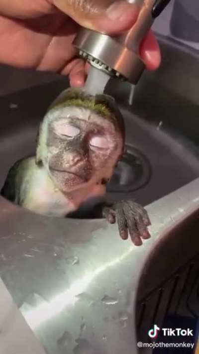 Mono teñido Mono teñido