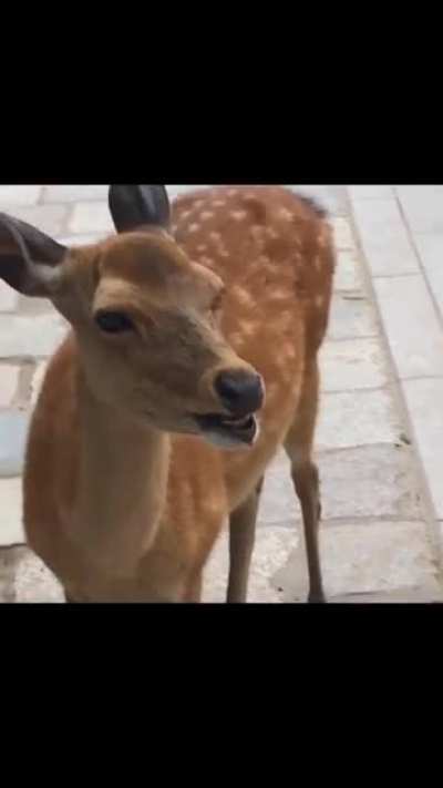 Deer Screeaammm
