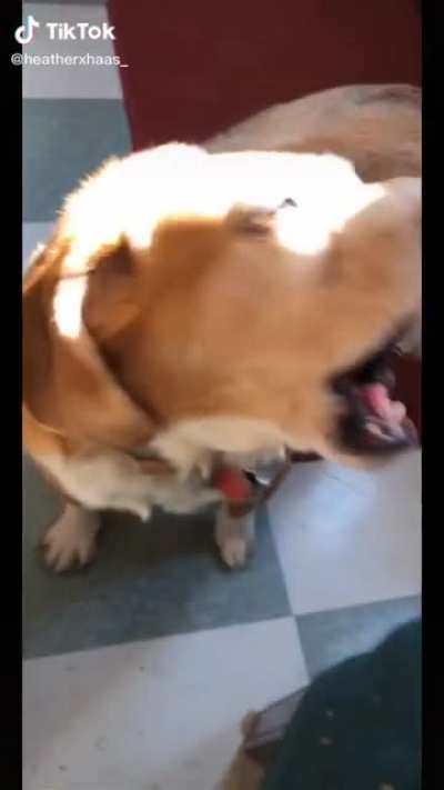 Forgetting how to bark