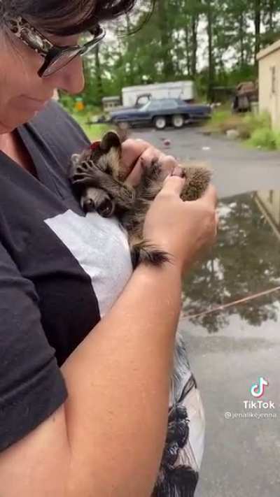Little baby raccoon rescue// &ldquo;help me, I&rsquo;ve seen some things&rdquo;