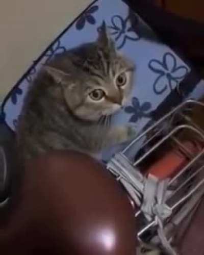 I agree with this cat