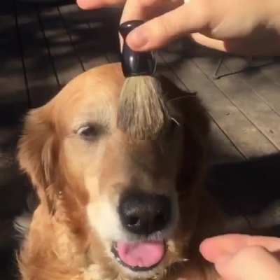 Brushy brushy