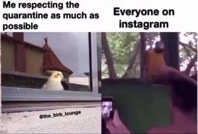 Quarantinebirb