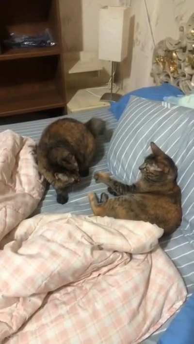 Cat.