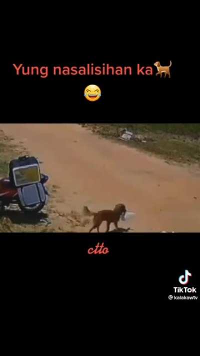 Sneaky dawg snatched a confused driver's meal