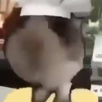 gato conzinhandinho