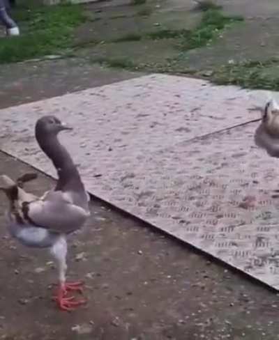 Pigkens