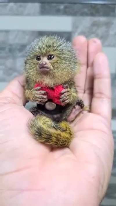 Worlds smallest monkey - Pigmy Marmoset, Western Thailand