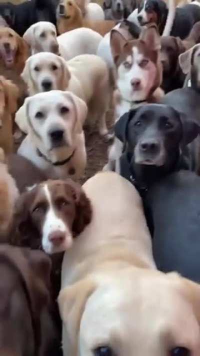 Woof_irl