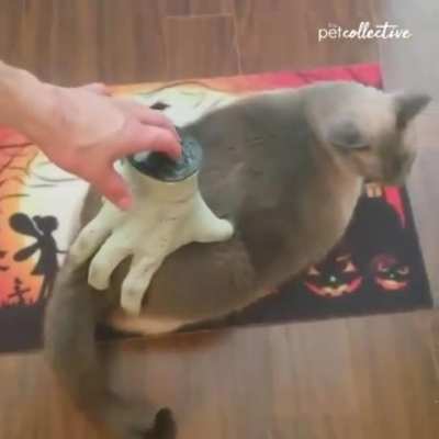 Cat getting scratchies from robotic hand