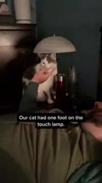 This is my light meow