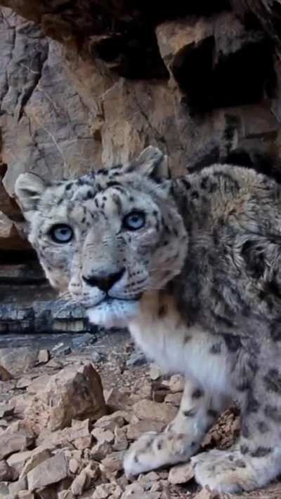 Mr. Blue Eyes