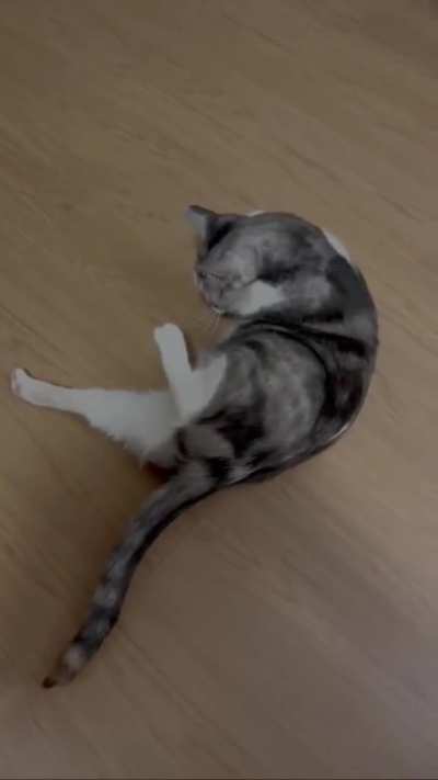 Cat weird symptoms, vets don&rsquo;t know