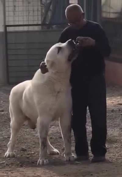 Central Asian Shepherd Dog.