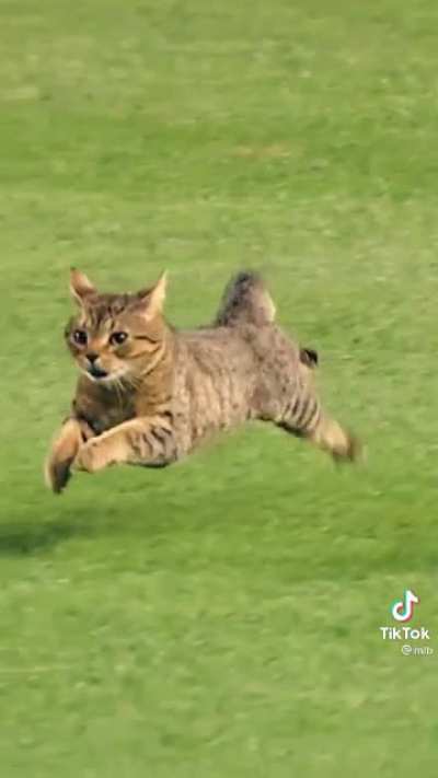Second Cameraman tracks the shot purrfectly