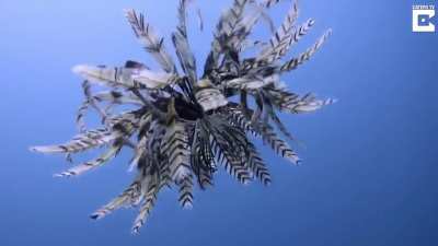 Feather stars have been around for 200 million years and can regenerate their limbs, seemingly indefinitely if they&rsquo;re left in the water. Some species of crinoid can grow up to 150 arms; sever one and back it grows&mdash;slowly&mdash;at less than a millimeter per day