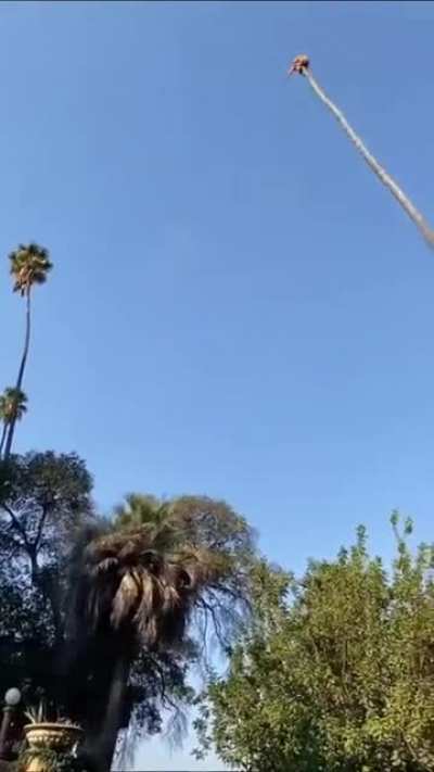 HMB while I slingshot with a palm tree