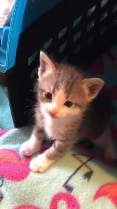 Wail&rsquo;n girl Wafer says &ldquo;I&rsquo;m 4 weeks old&rdquo;!!