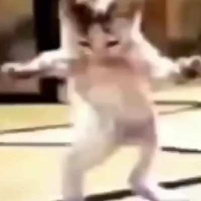 Kitter katt