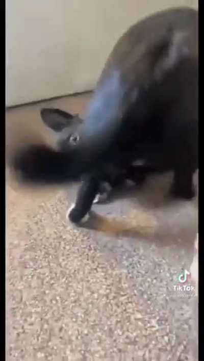 Dog training. Gone wrong.