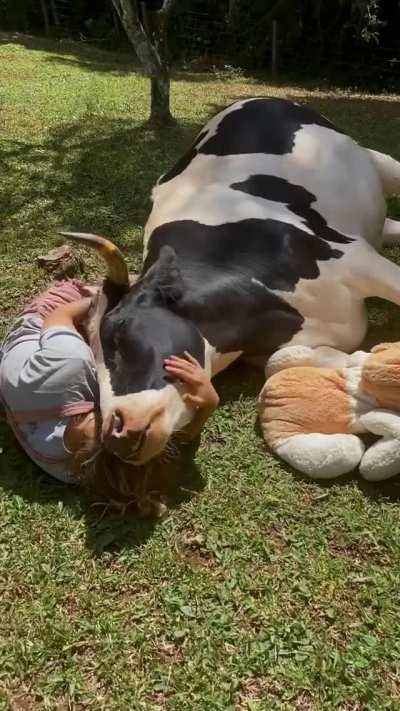 I've heard people say that cows are pretty much big puppies